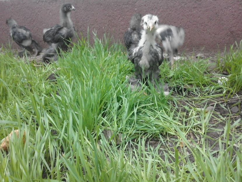 20024073_1946920415550789_5401785021082504751_o - VAND OUA BRAHMA ALBASTRU 2018