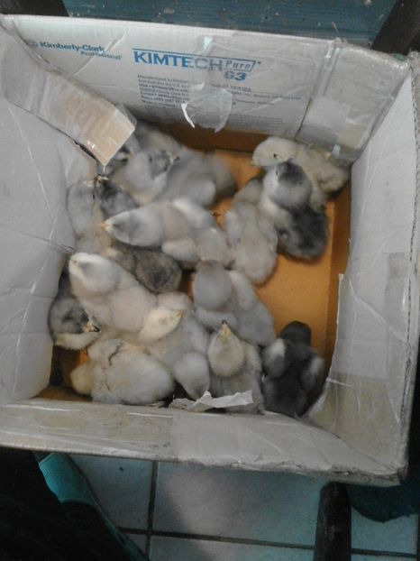 18192544_1906220056287492_5112932535195557158_o - VAND OUA BRAHMA ALBASTRU 2018