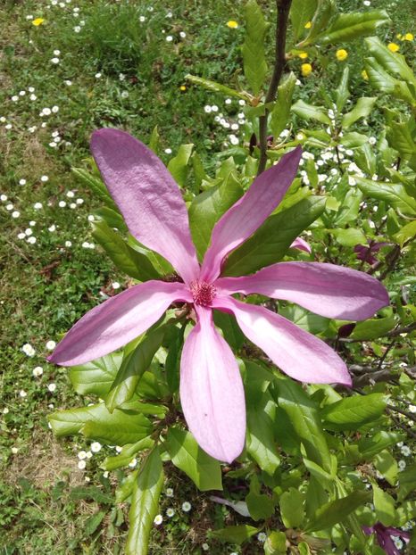  - AAAAA_MAGNOLIA SUSAN 2015_2017_2018_2019_2020_2024_2025