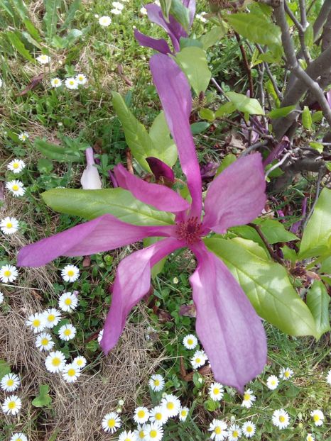  - AAAAA_MAGNOLIA SUSAN 2015_2017_2018_2019_2020_2024_2025