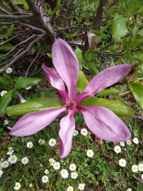  - AAAAA_MAGNOLIA SUSAN 2015_2017_2018_2019_2020_2024_2025