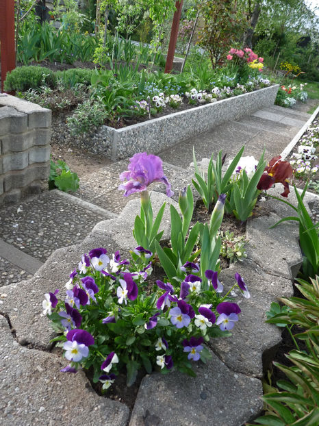  - 2018 - 01 - Primavara