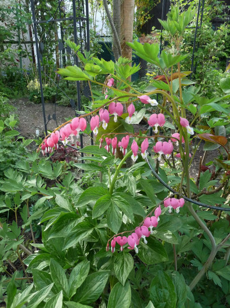  - 2018 - 01 - Primavara