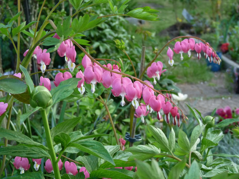  - 2018 - 01 - Primavara