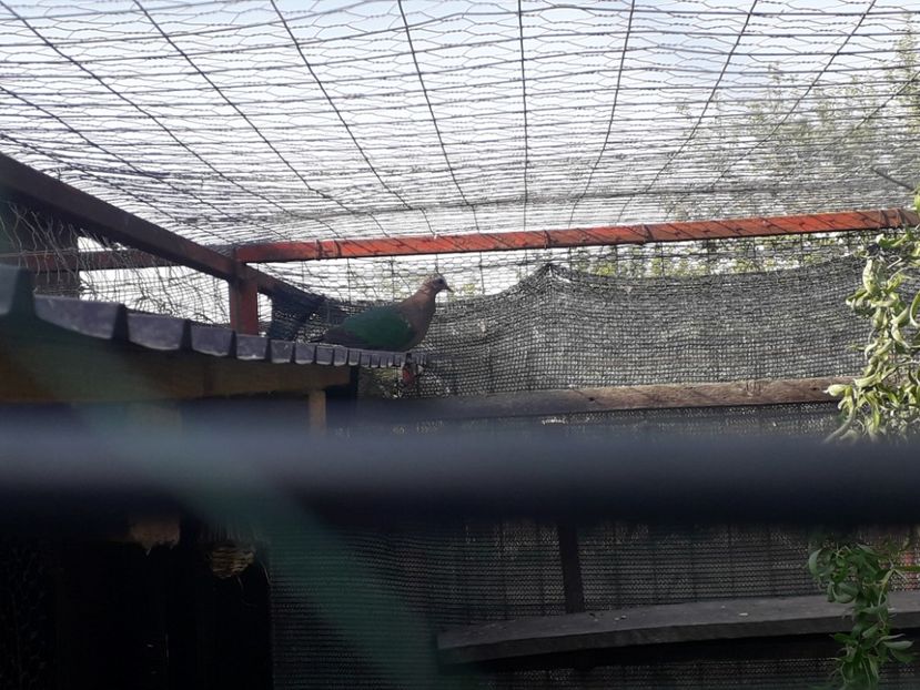  - TURTURELELE ARIPA VERDE