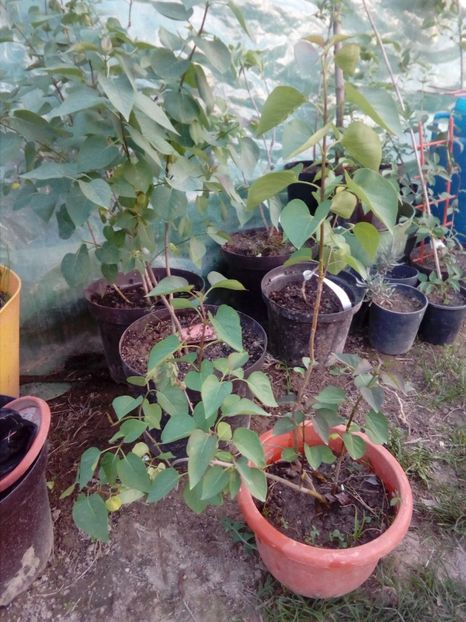 EPUIZAT Liliac mov (boboci roz) - w Produse livrate
