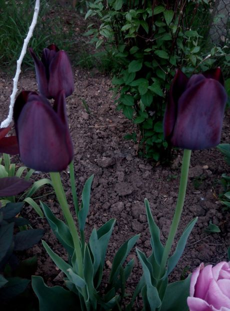 25 aprilie - Lalele 2018