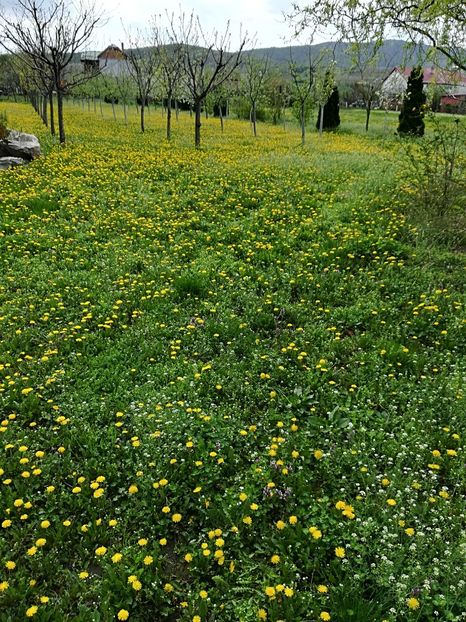 Covor de papadii! - Bucuriile primaverii 2018