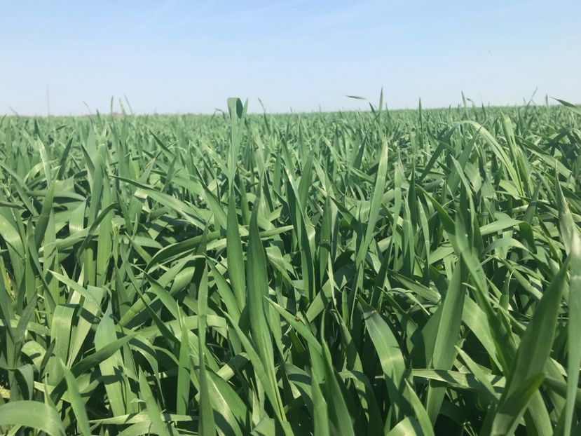 grau 2 - 2018 - Grau