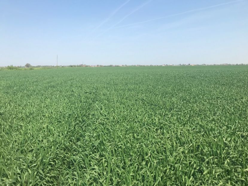 grau 4 - 2018 - Grau