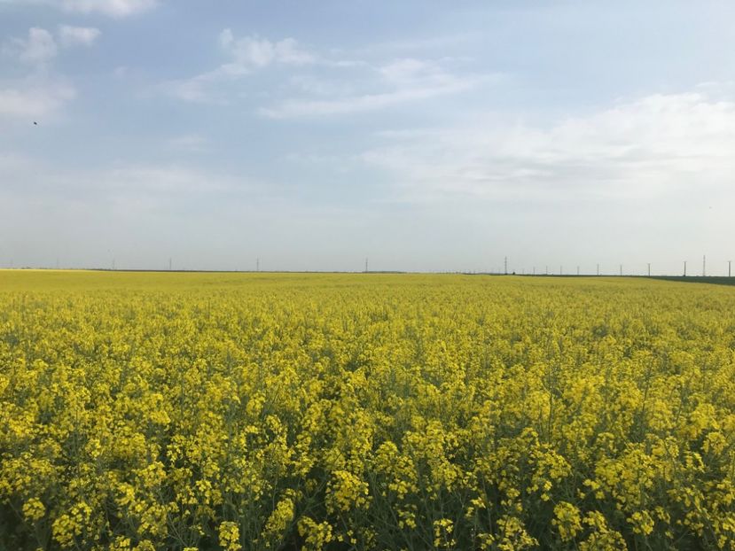 rapita 1 - 2018 - Rapita