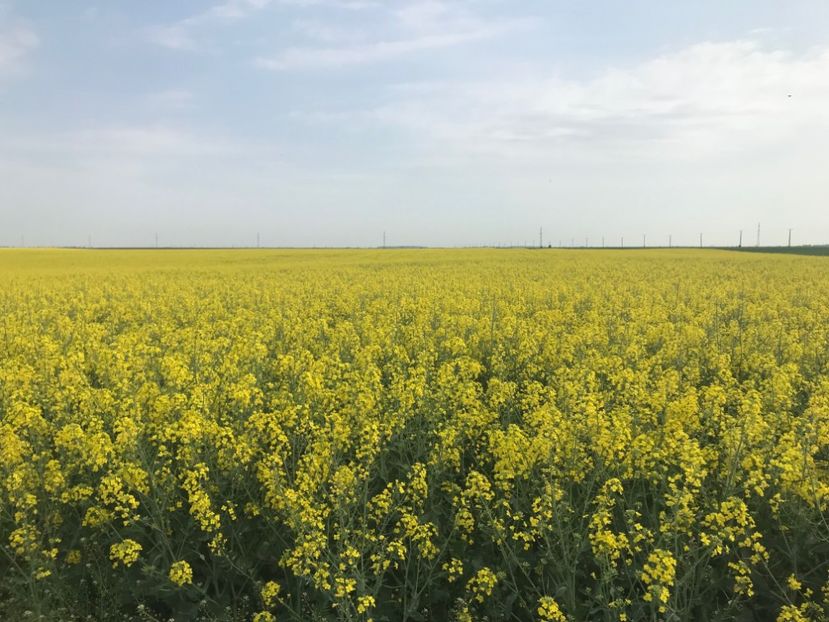 rapita 2 - 2018 - Rapita