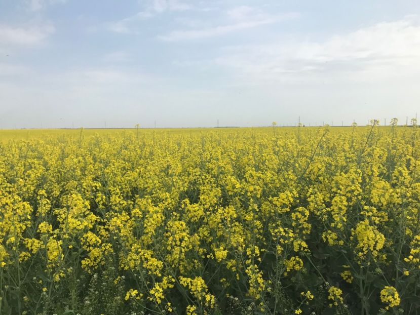 rapita 3 - 2018 - Rapita