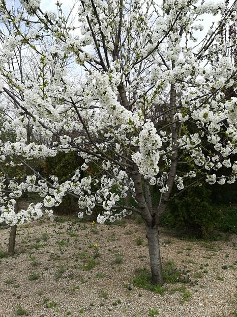  - Bucuriile primaverii 2018