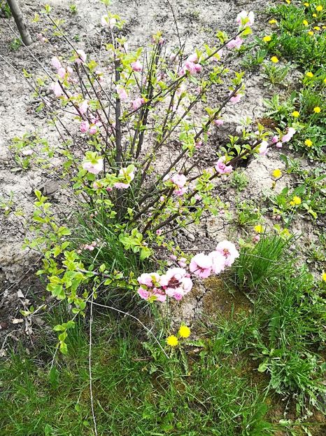  - Bucuriile primaverii 2018