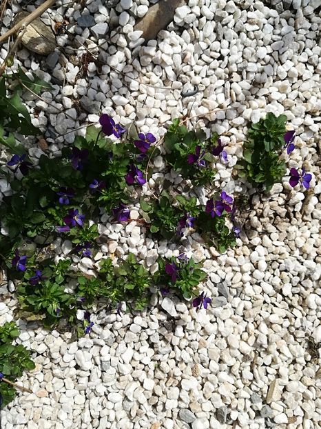  - Bucuriile primaverii 2018