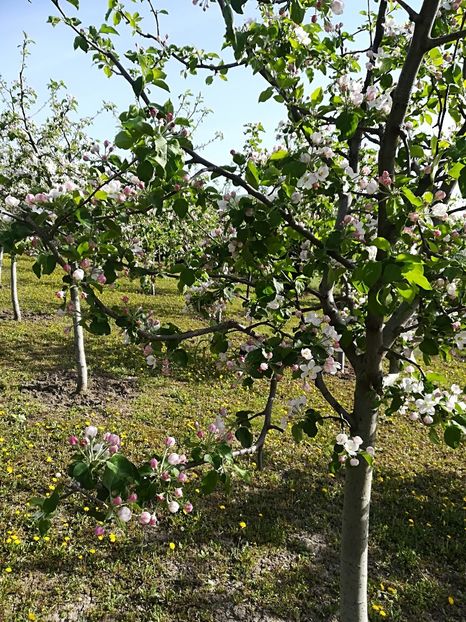  - Bucuriile primaverii 2018