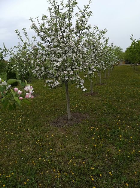  - Bucuriile primaverii 2018