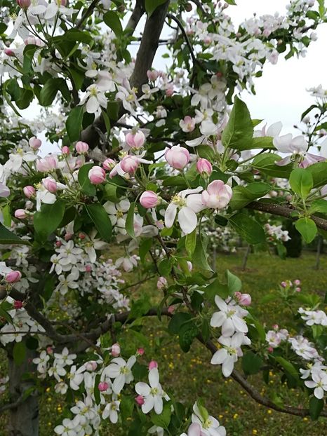  - Bucuriile primaverii 2018