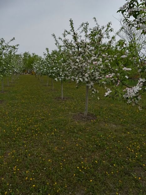  - Bucuriile primaverii 2018