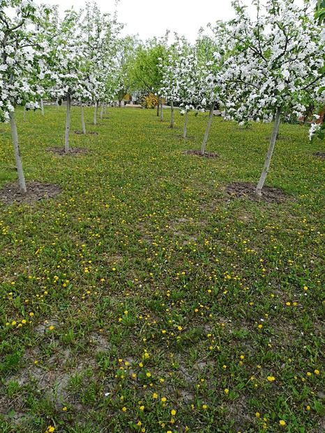  - Bucuriile primaverii 2018