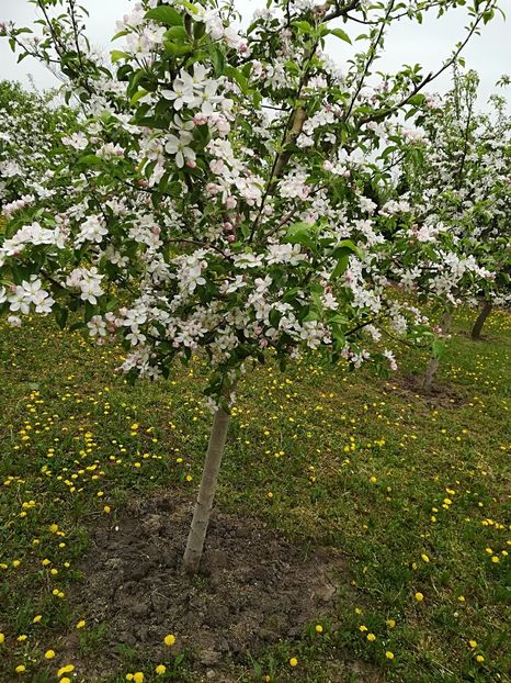  - Bucuriile primaverii 2018