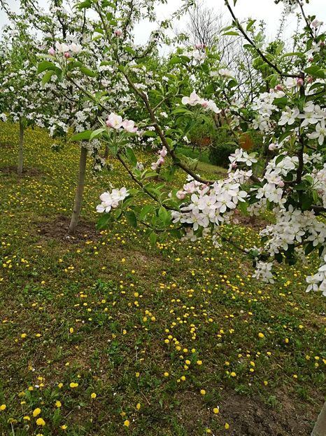  - Bucuriile primaverii 2018