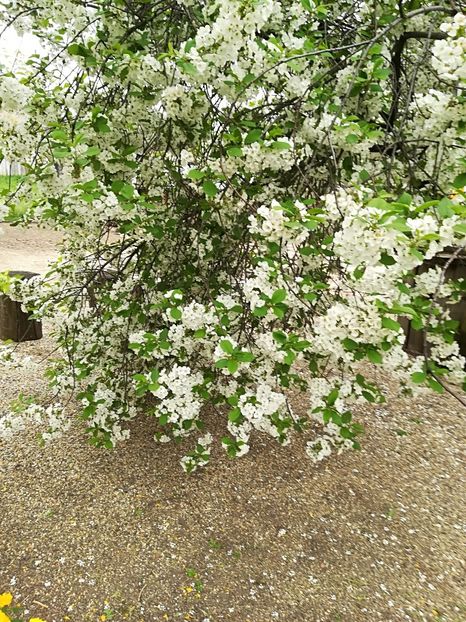  - Bucuriile primaverii 2018