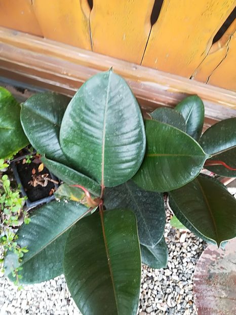  - Bucuriile primaverii 2018