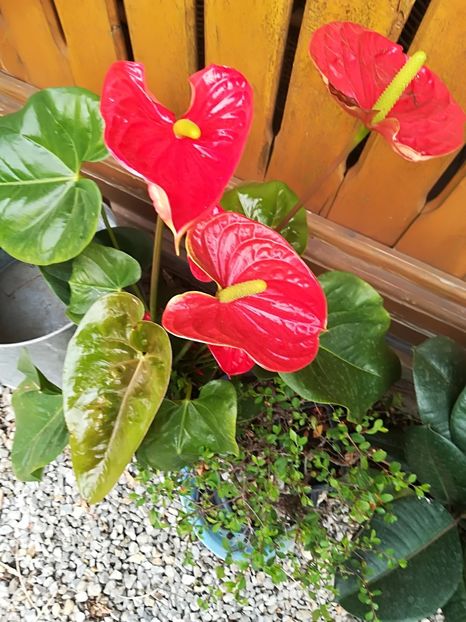  - Bucuriile primaverii 2018