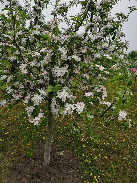 Bucurii de primavara! - Bucuriile primaverii 2018