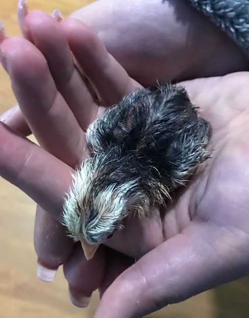 primul pitic ieșit din ou - Pitici 2018