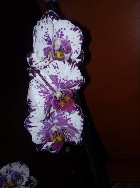  - C- Phalaenopsis-speciile pe care le detin