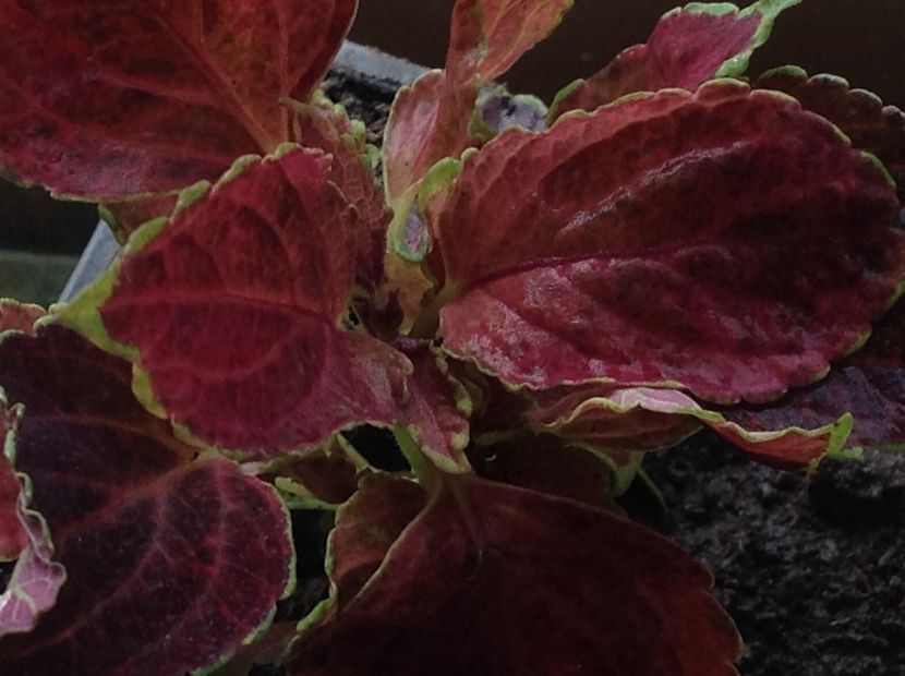 Rainbow red velvet - Coleus Urzicuță