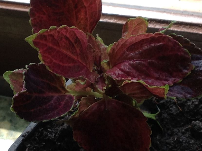 Rainbow red velvet - Coleus Urzicuță