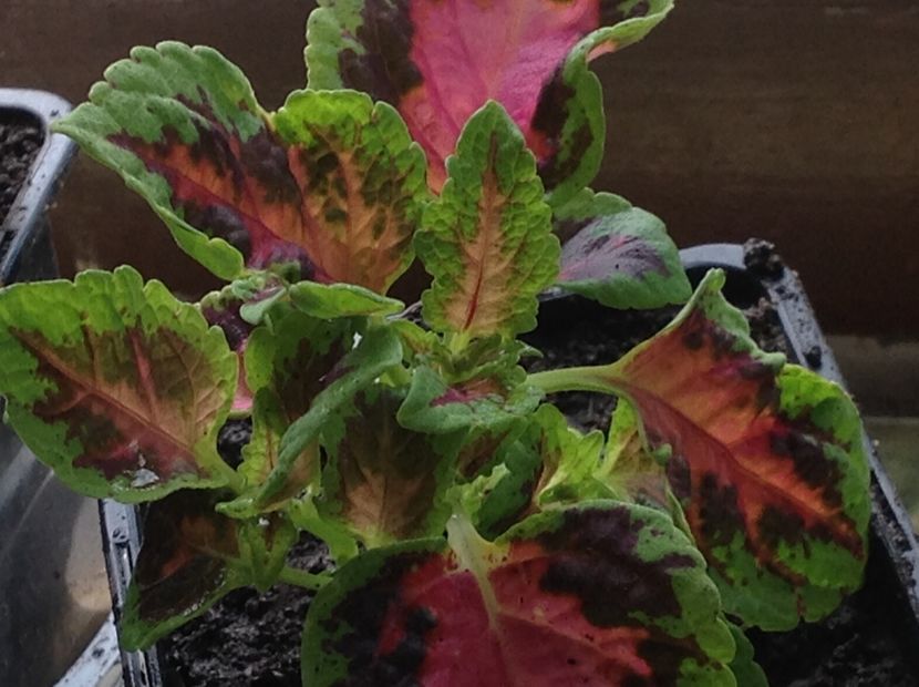 Sun Watermelon - Coleus Urzicuță