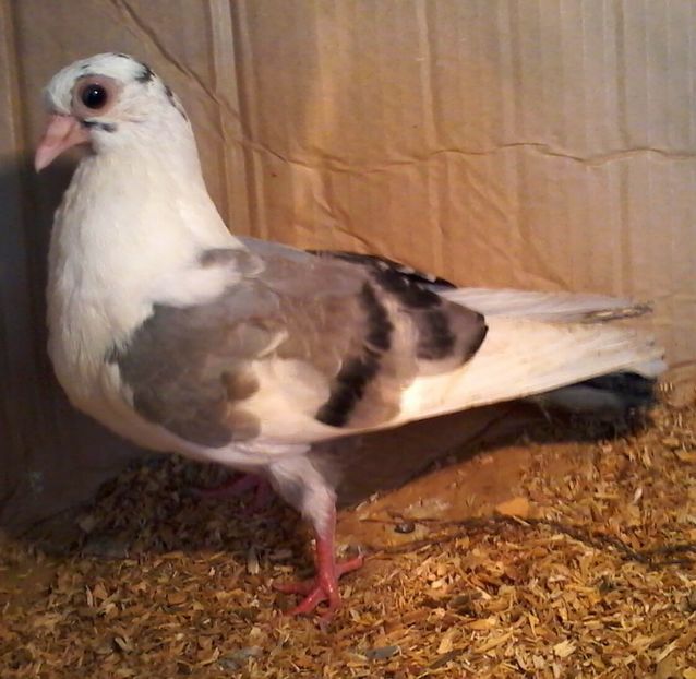 Tata cazator mama moriscara - z1-pui 2015 2016 2017 2018