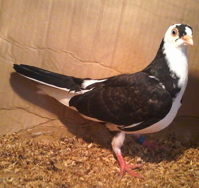 Din moriscari tari - z1-pui 2015 2016 2017 2018