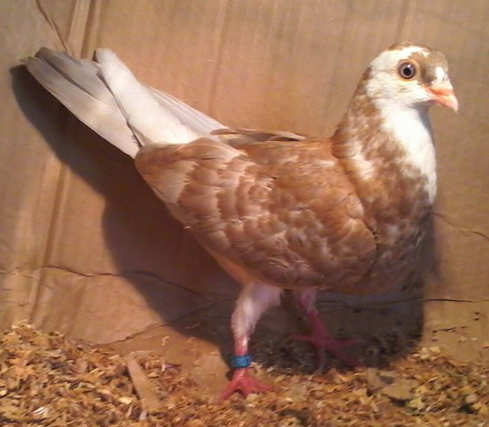 Din moriscari tari - z1-pui 2015 2016 2017 2018