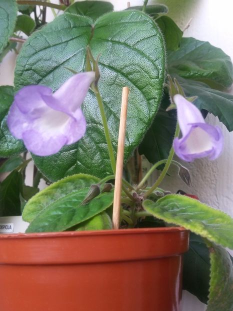 Bleu Ciel (27-04-2018) - Sinningii 2018