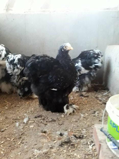  - Pui - tineret 2018