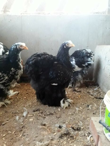  - Pui - tineret 2018