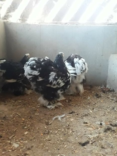  - Pui - tineret 2018