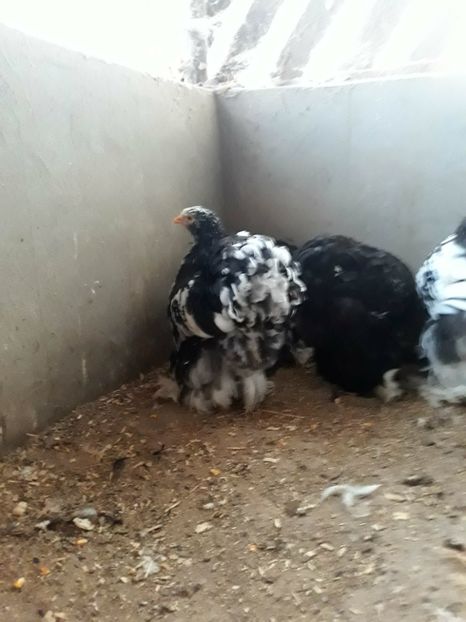  - Pui - tineret 2018