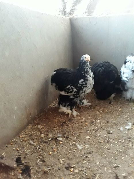  - Pui - tineret 2018