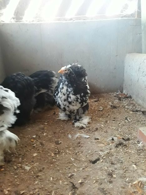  - Pui - tineret 2018