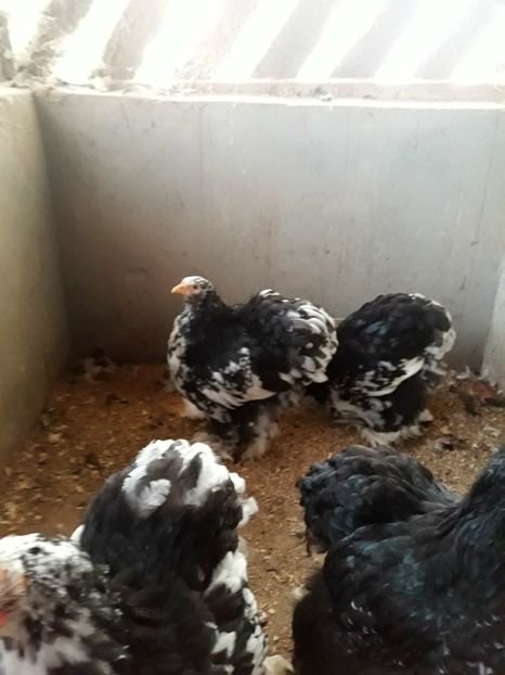  - Pui - tineret 2018