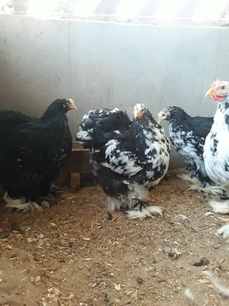  - Pui - tineret 2018