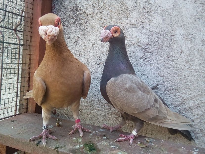 M 2016 - F 2016 - Carunculați 2018