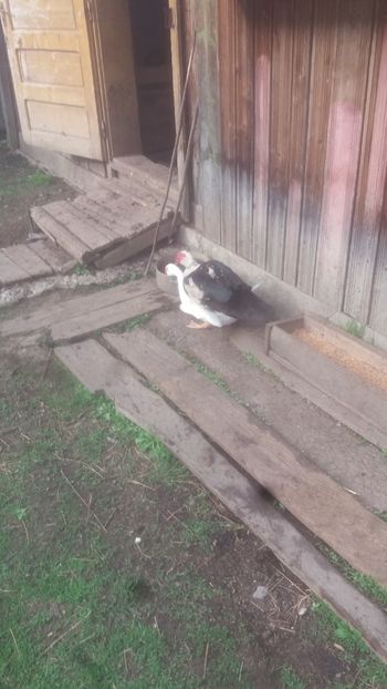  - 01 - Matca pentru 2018